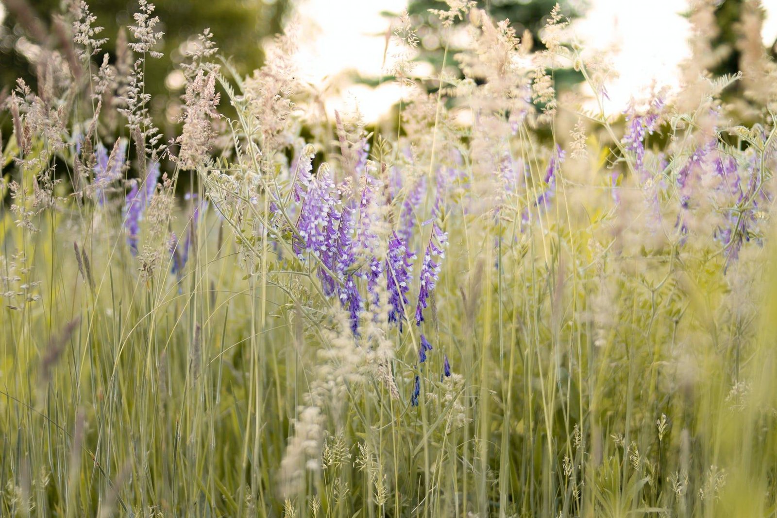 purple lavender flower